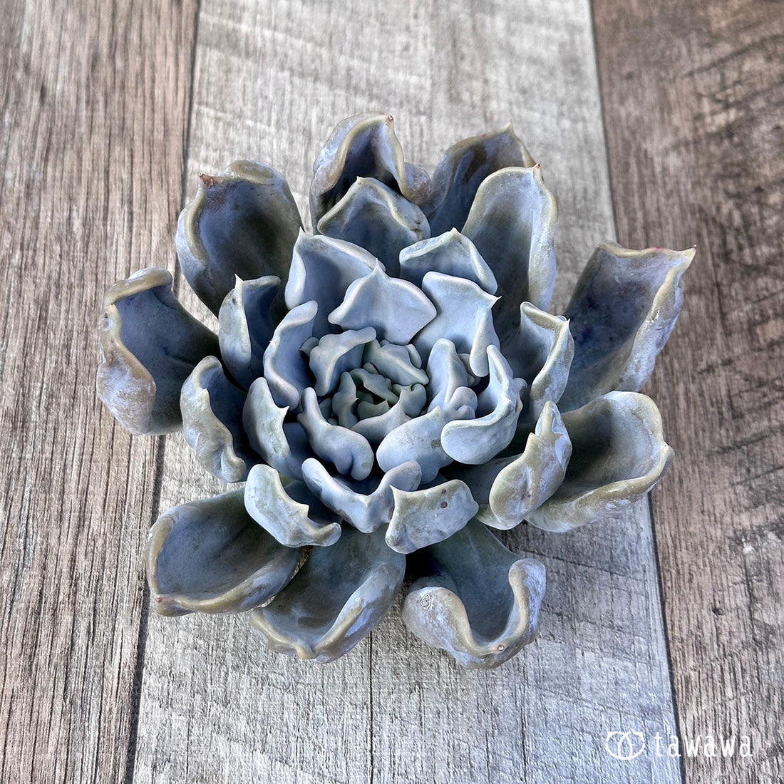 スリラーパール ④