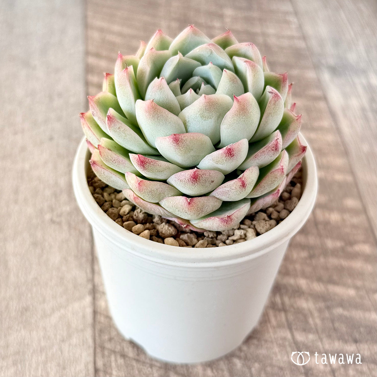 아루바①