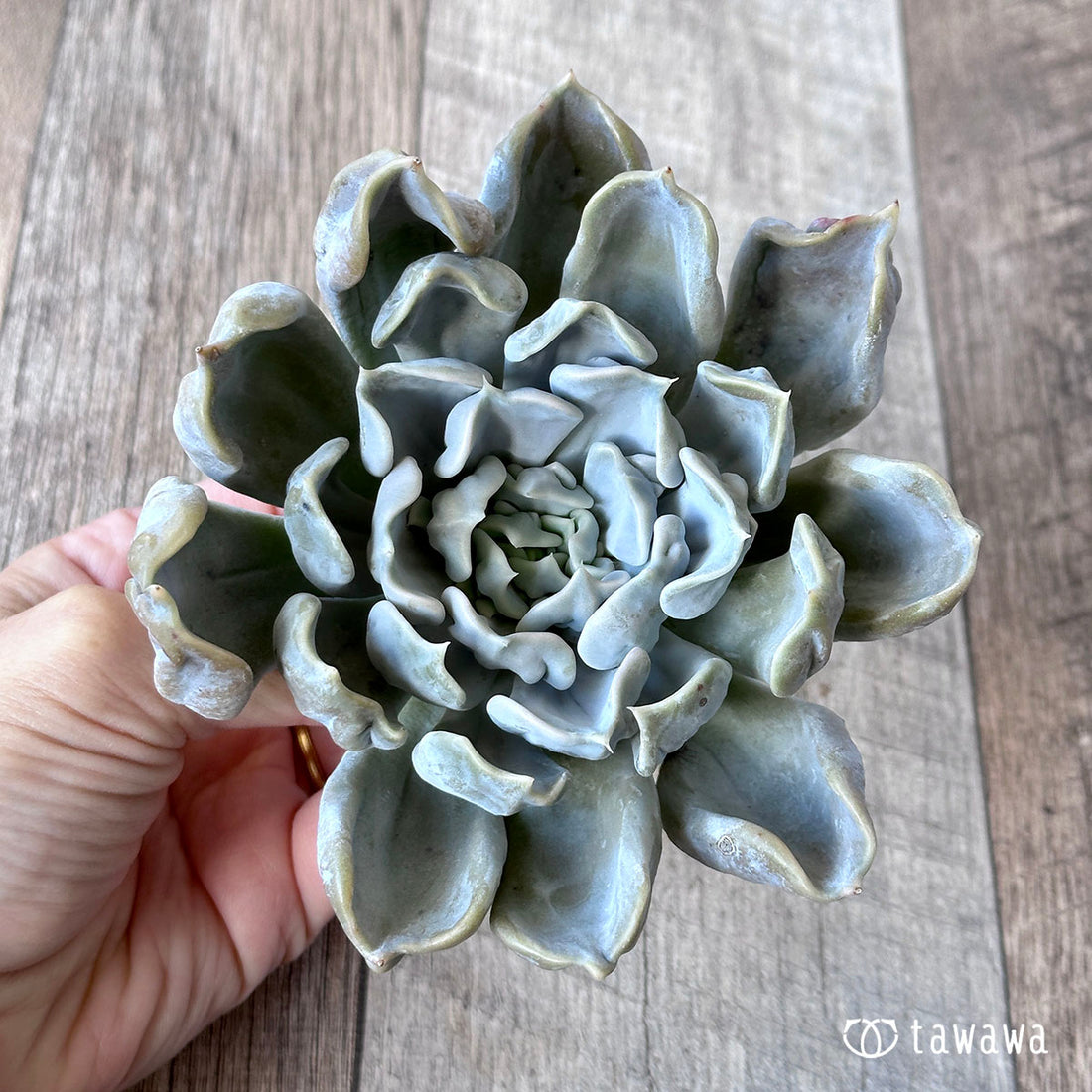 スリラーパール ④