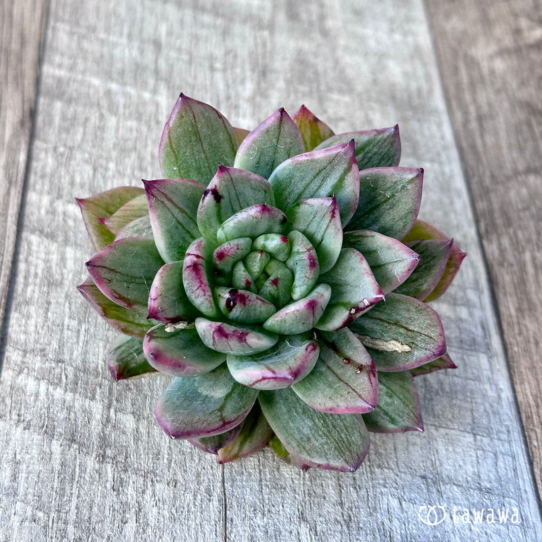 ブランコマリア錦 ②