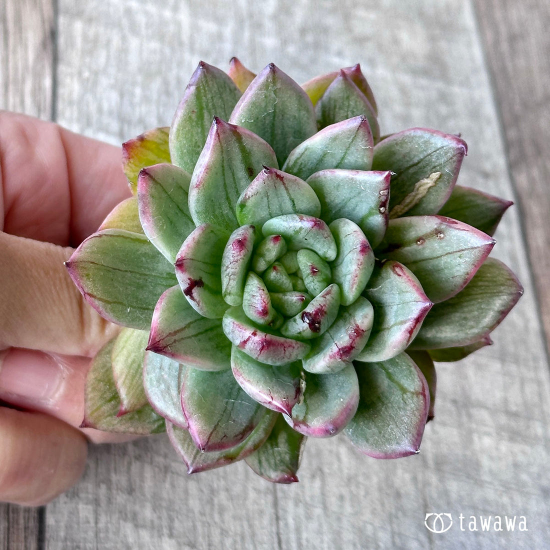 ブランコマリア錦 ②