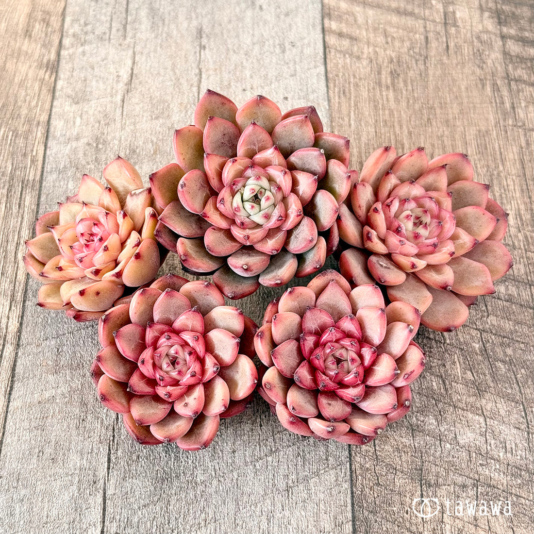 クロムハートジェリー