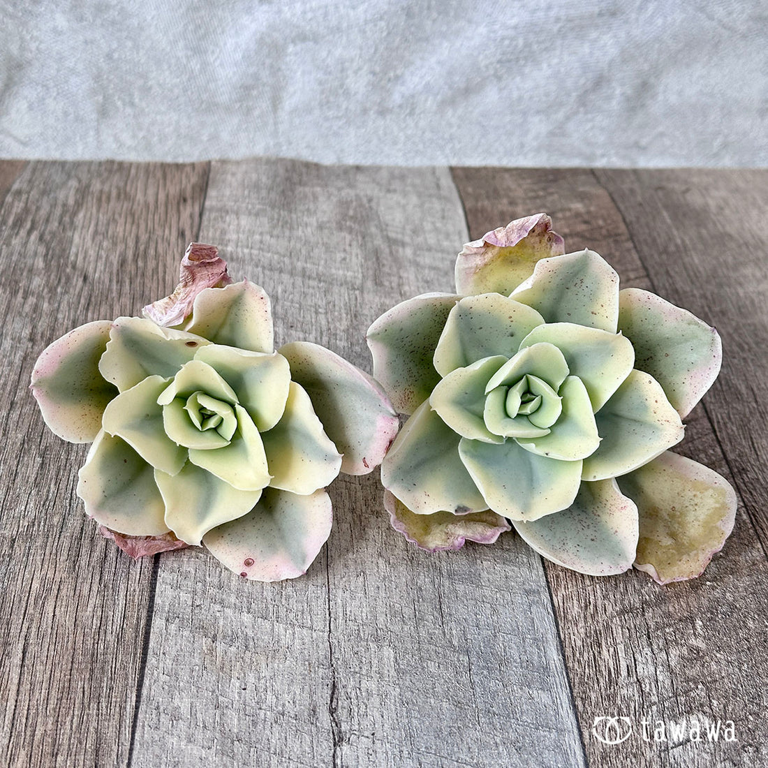 ムーンリバー(高砂の翁錦)①