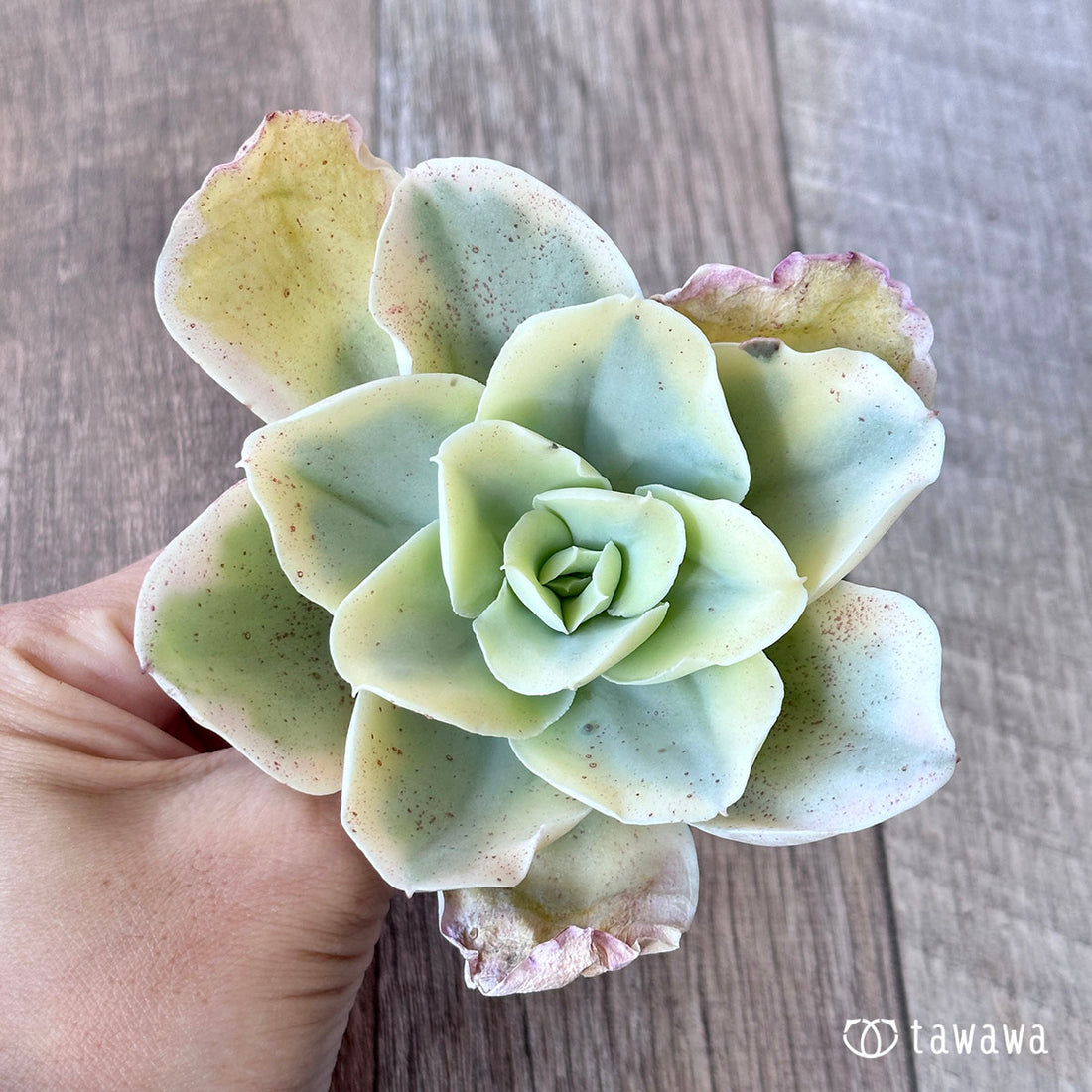 ムーンリバー(高砂の翁錦)①