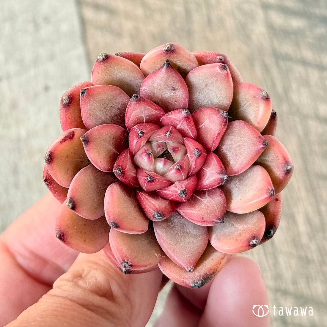 クロムハートジェリー