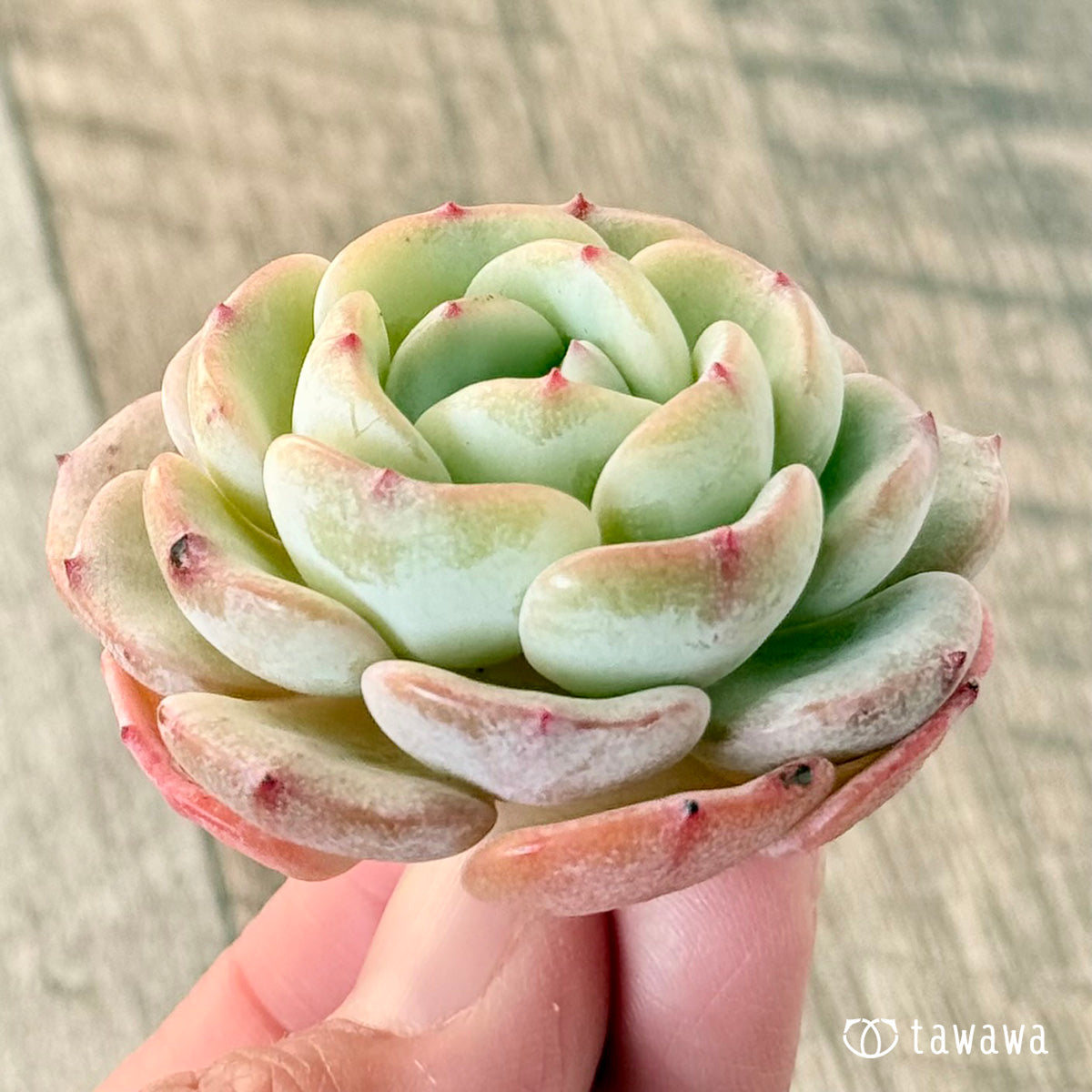 モンブラン