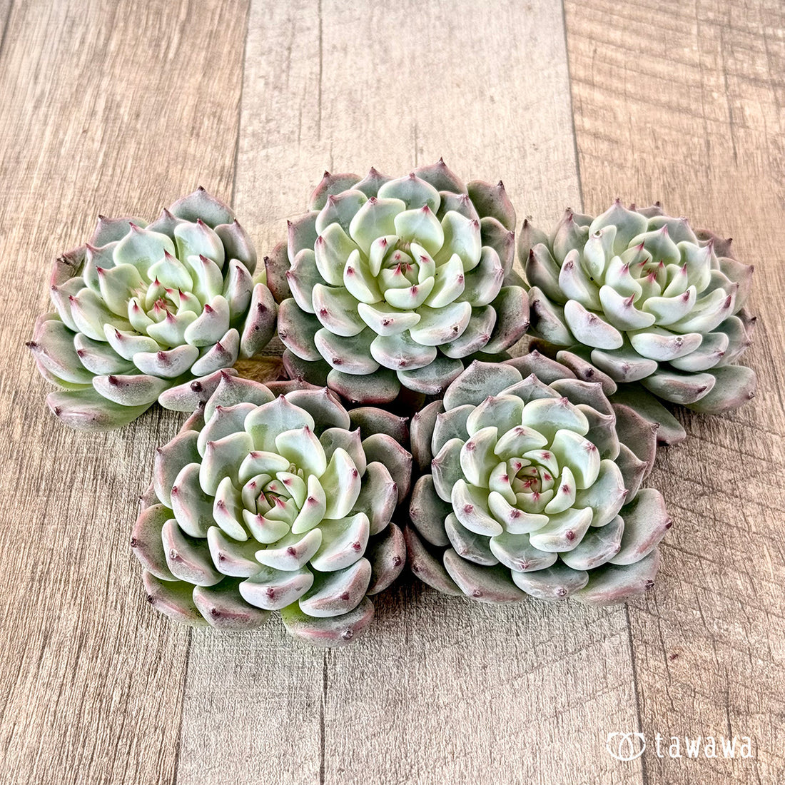 ブラックネイル