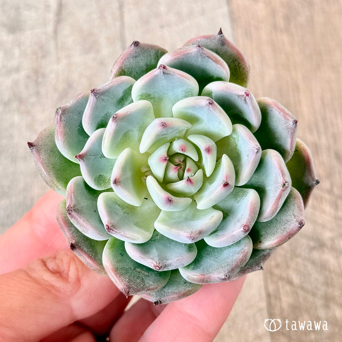 ブラックネイル