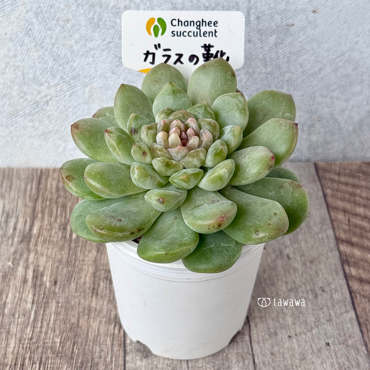 《新入荷》ガラスの靴【大サイズ】(チャンヒー農園苗)