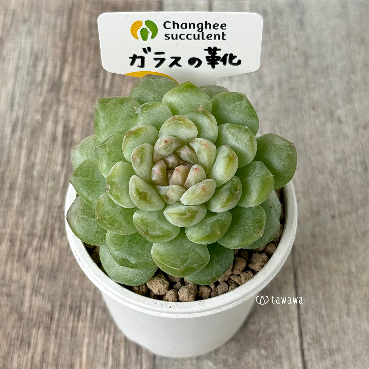 《新入荷》ガラスの靴【中サイズ】(チャンヒー農園苗)