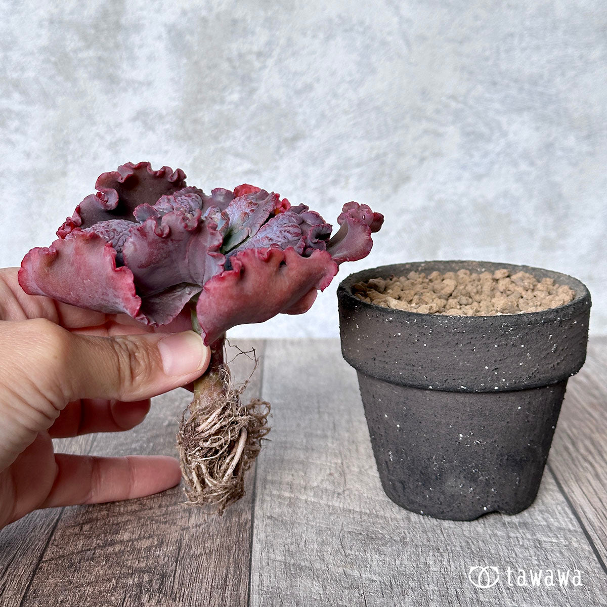 New Arrival* Cubic Frost