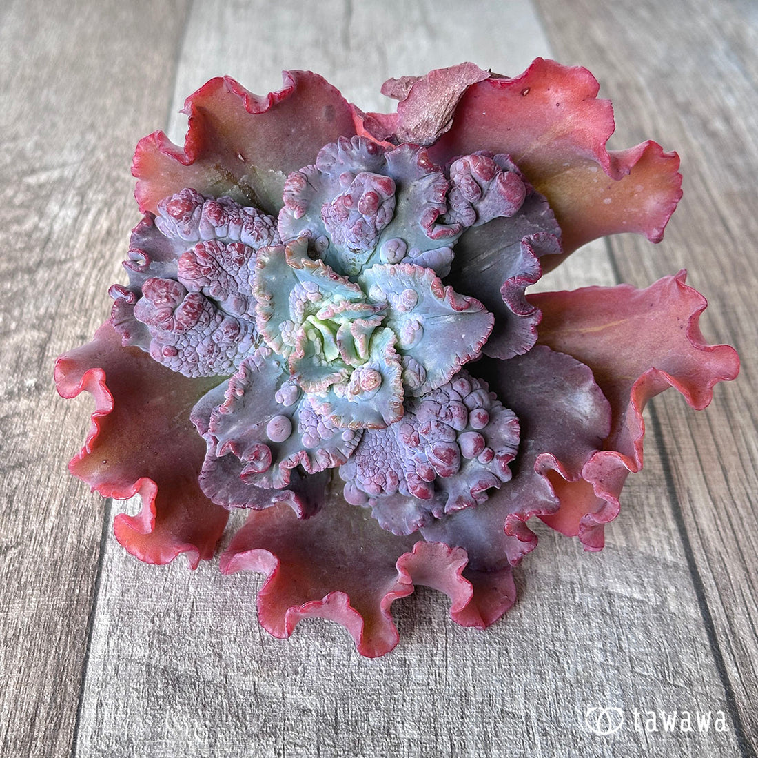 スピードバンプ ②