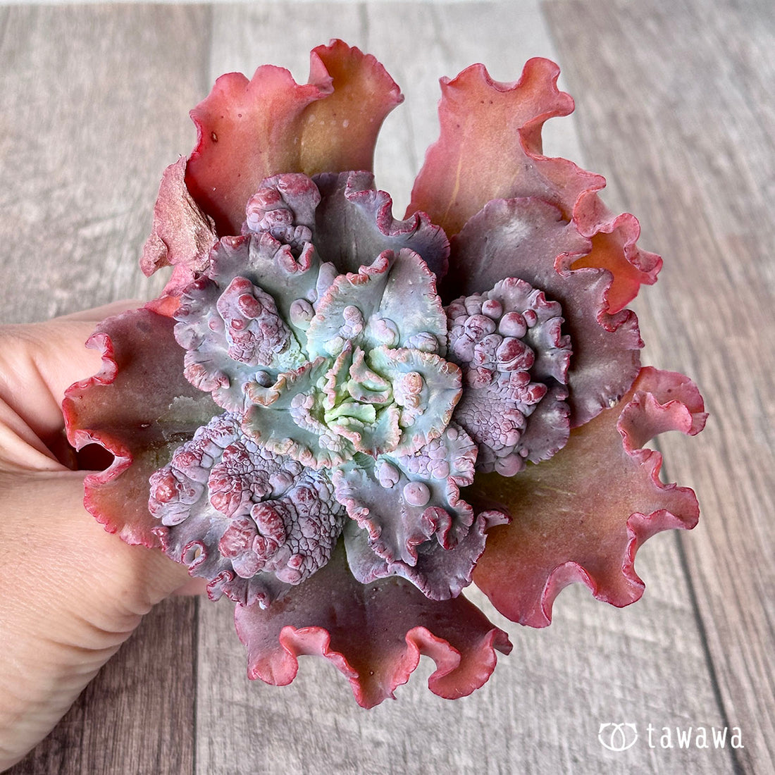 スピードバンプ ②