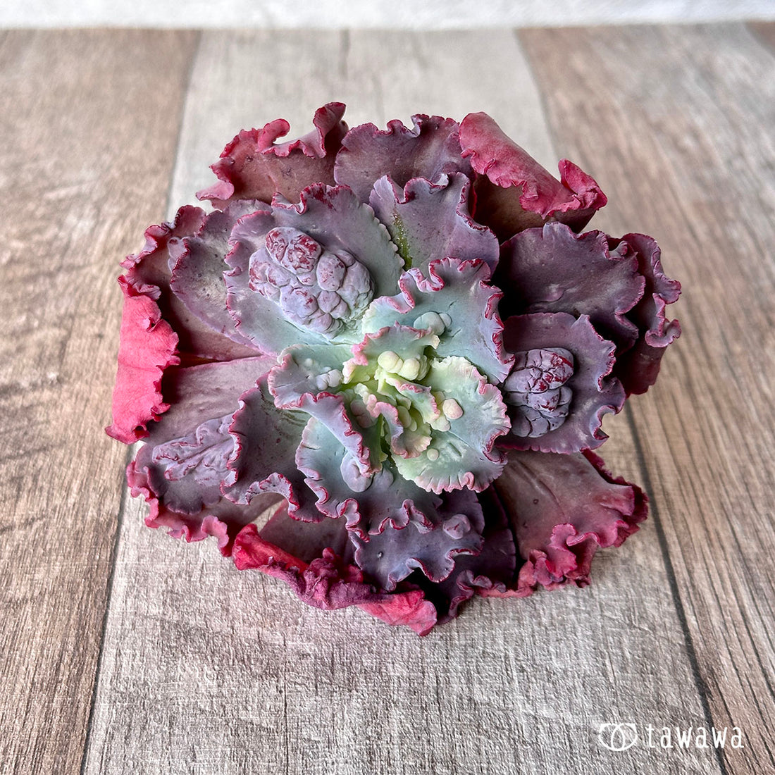 スピードバンプ ③