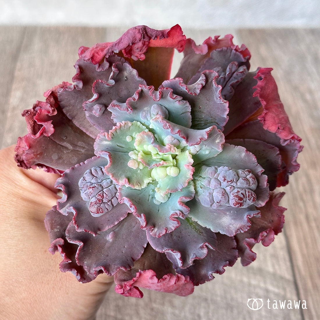 スピードバンプ ③