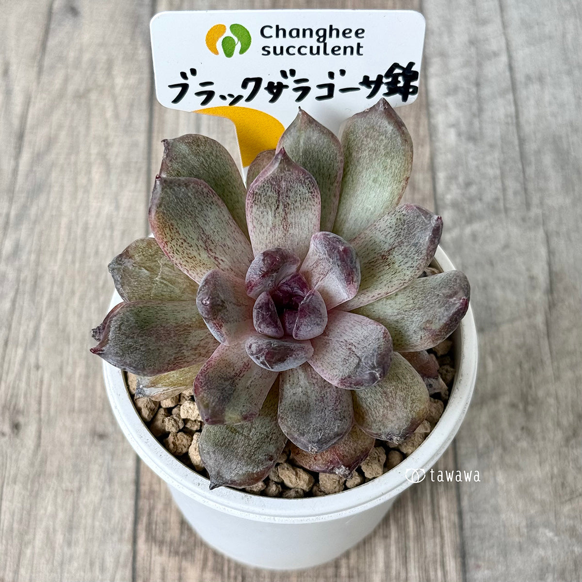 《新入荷》ブラックザラゴーサ錦(チャンヒー農園苗)