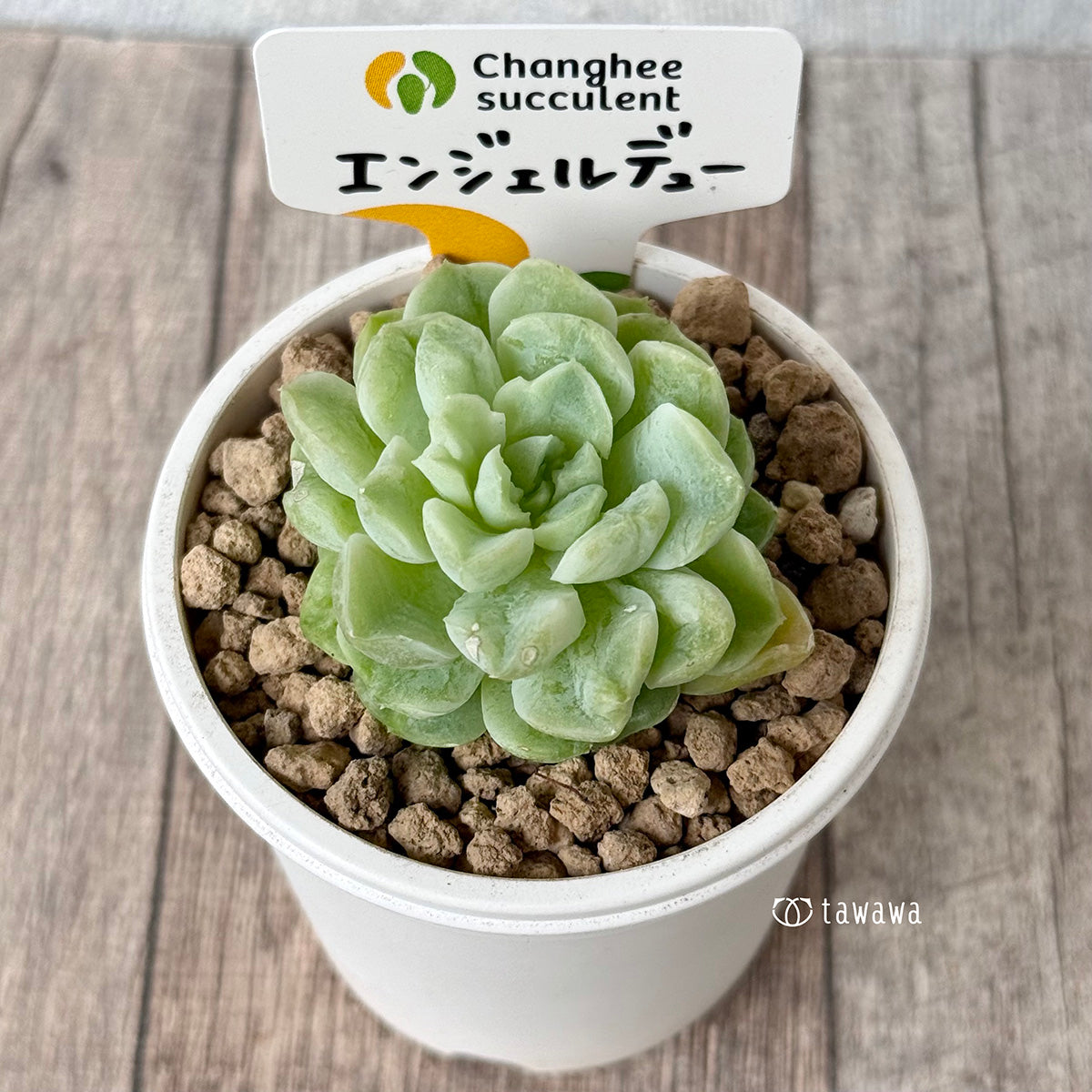 《新入荷》エンジェルデュー 【小サイズ1】(チャンヒー農園苗)