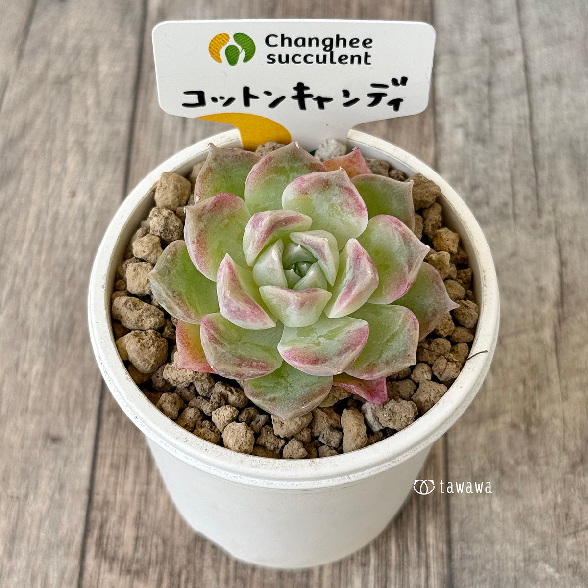 《新入荷》コットンキャンディ(チャンヒー農園苗)
