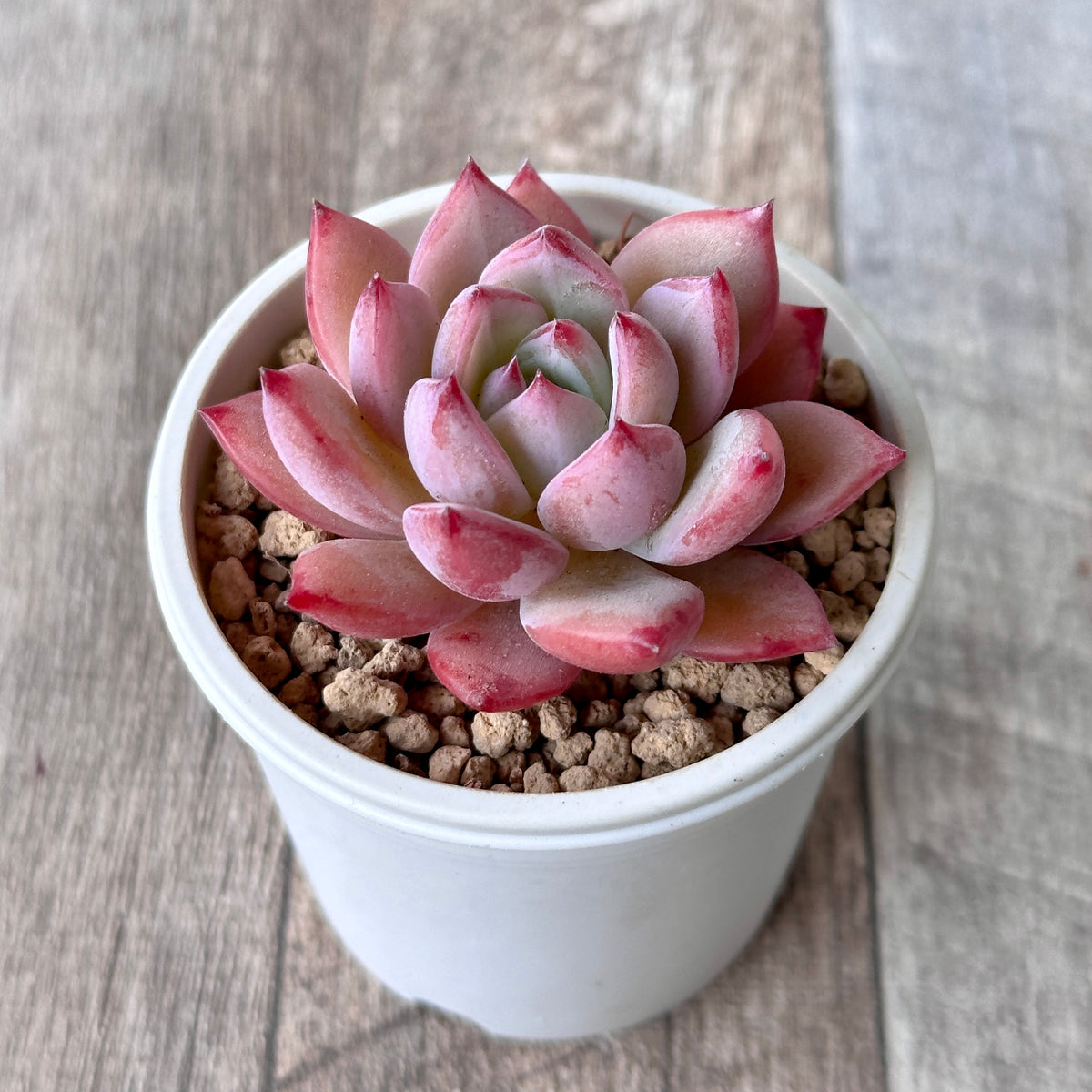 New Arrival* Cubic Frost