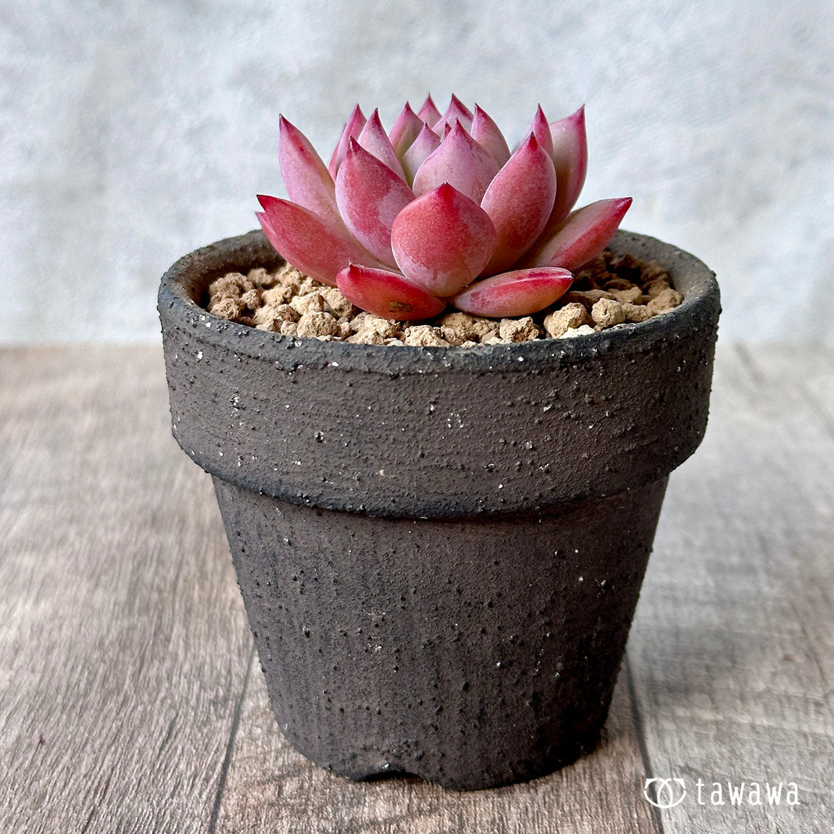 New Arrival* Cubic Frost