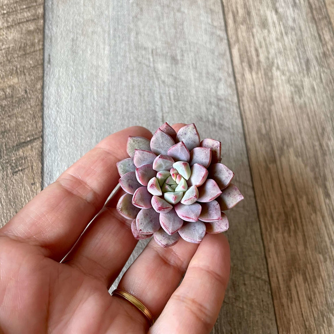 サブコリンボサ ラウ030 subcorymbosa Lau030 - 多肉植物の通販 tawawa