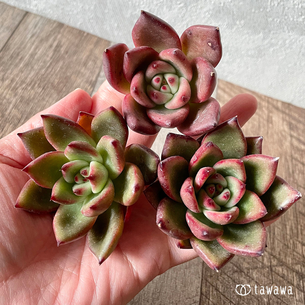 레드사바스