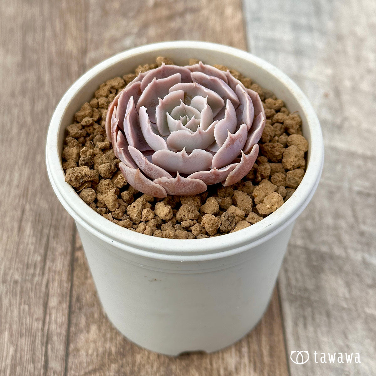 Sabiana Rose