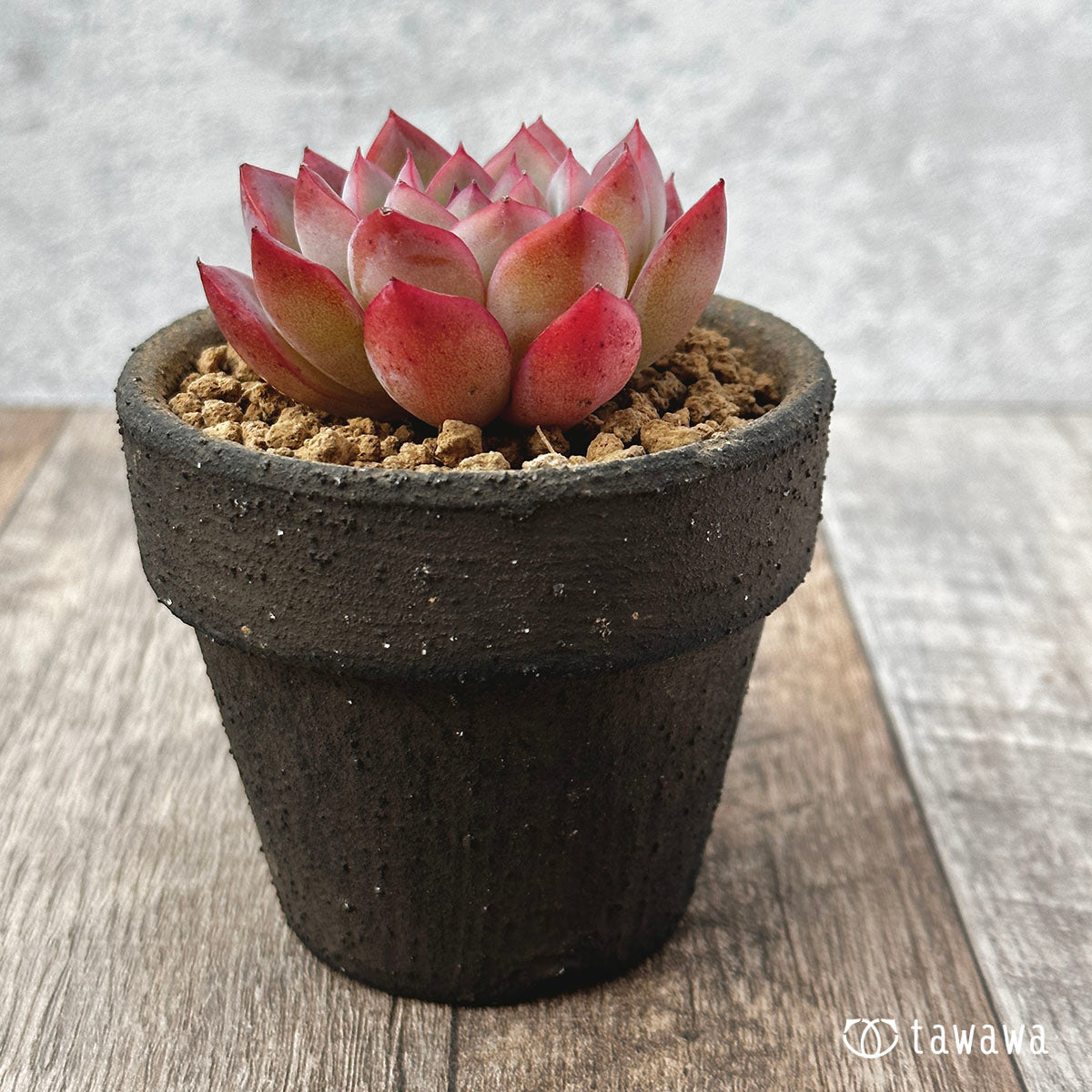 브레이브