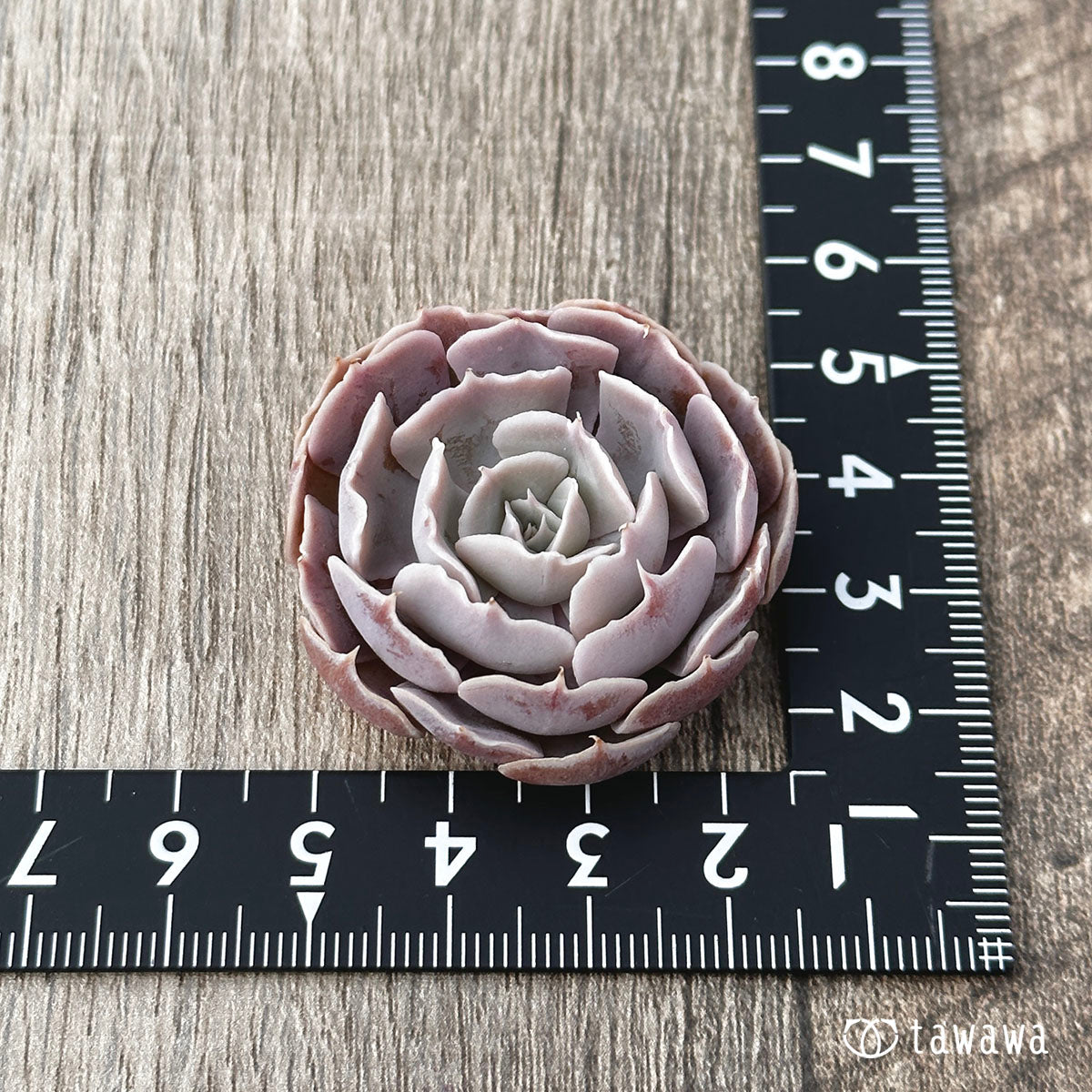 Sabiana Rose