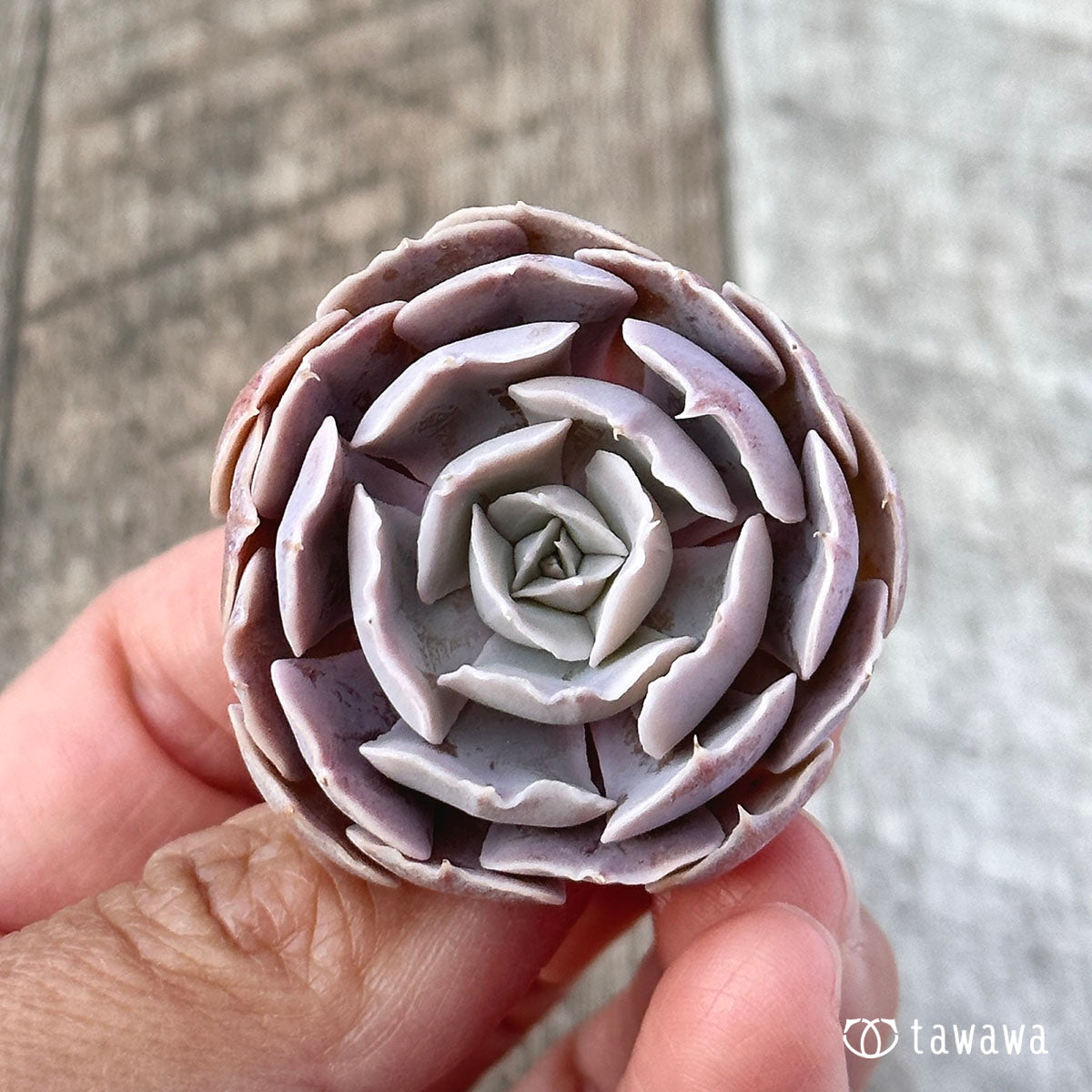 Sabiana Rose