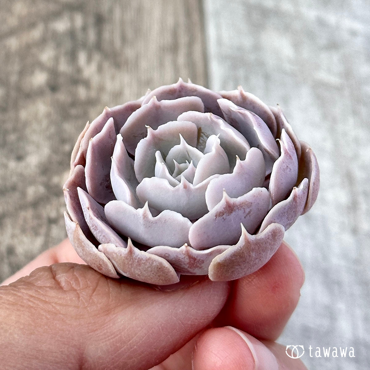 Sabiana Rose
