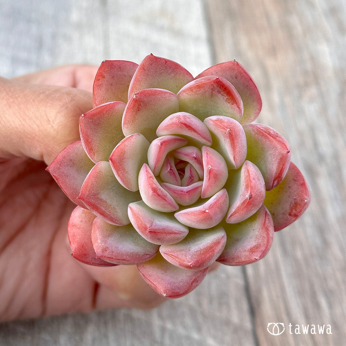 브레이브