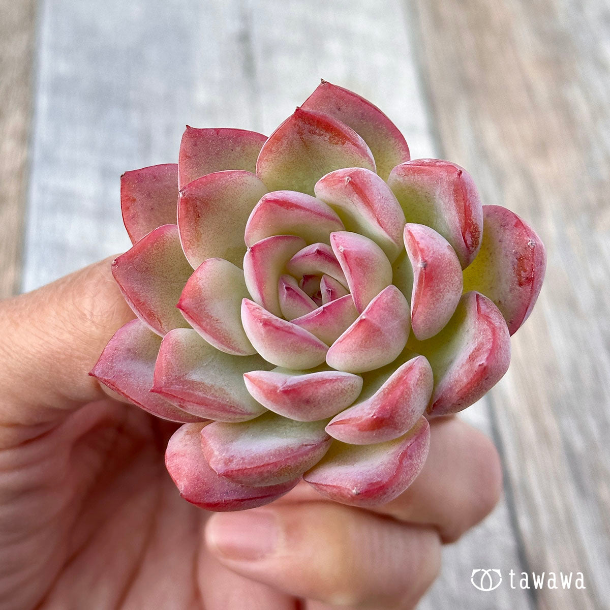 브레이브