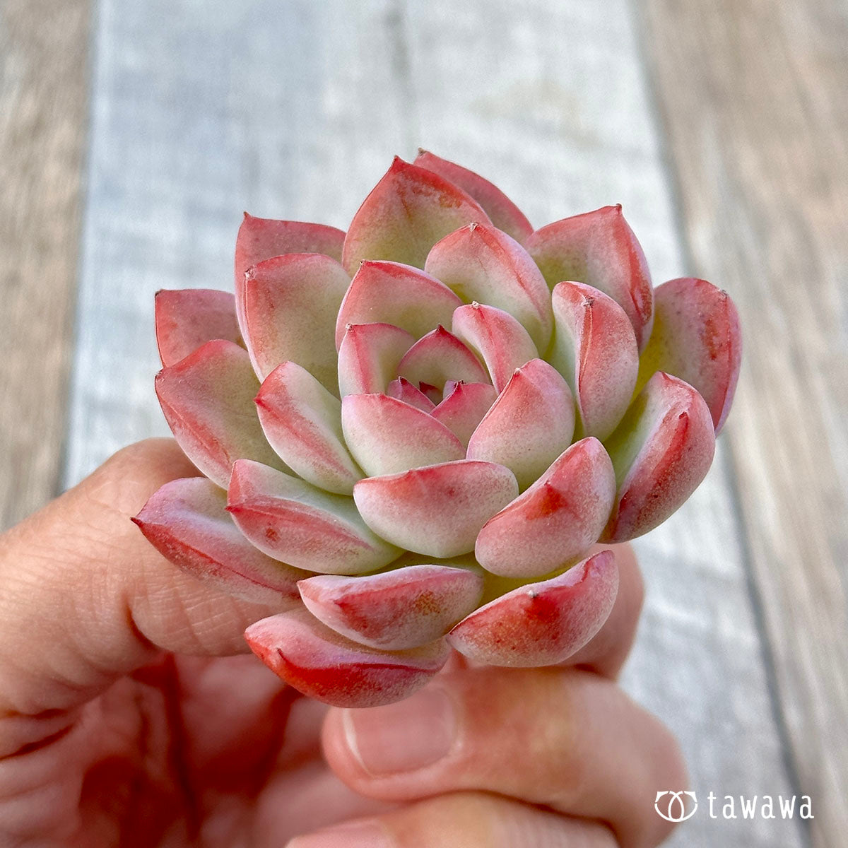 브레이브
