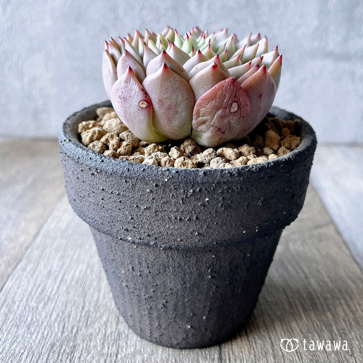 길바 장미