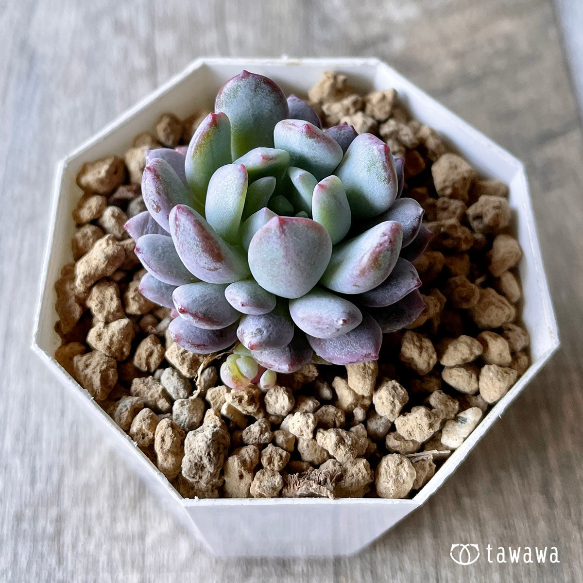 New Arrivals: Ice Green