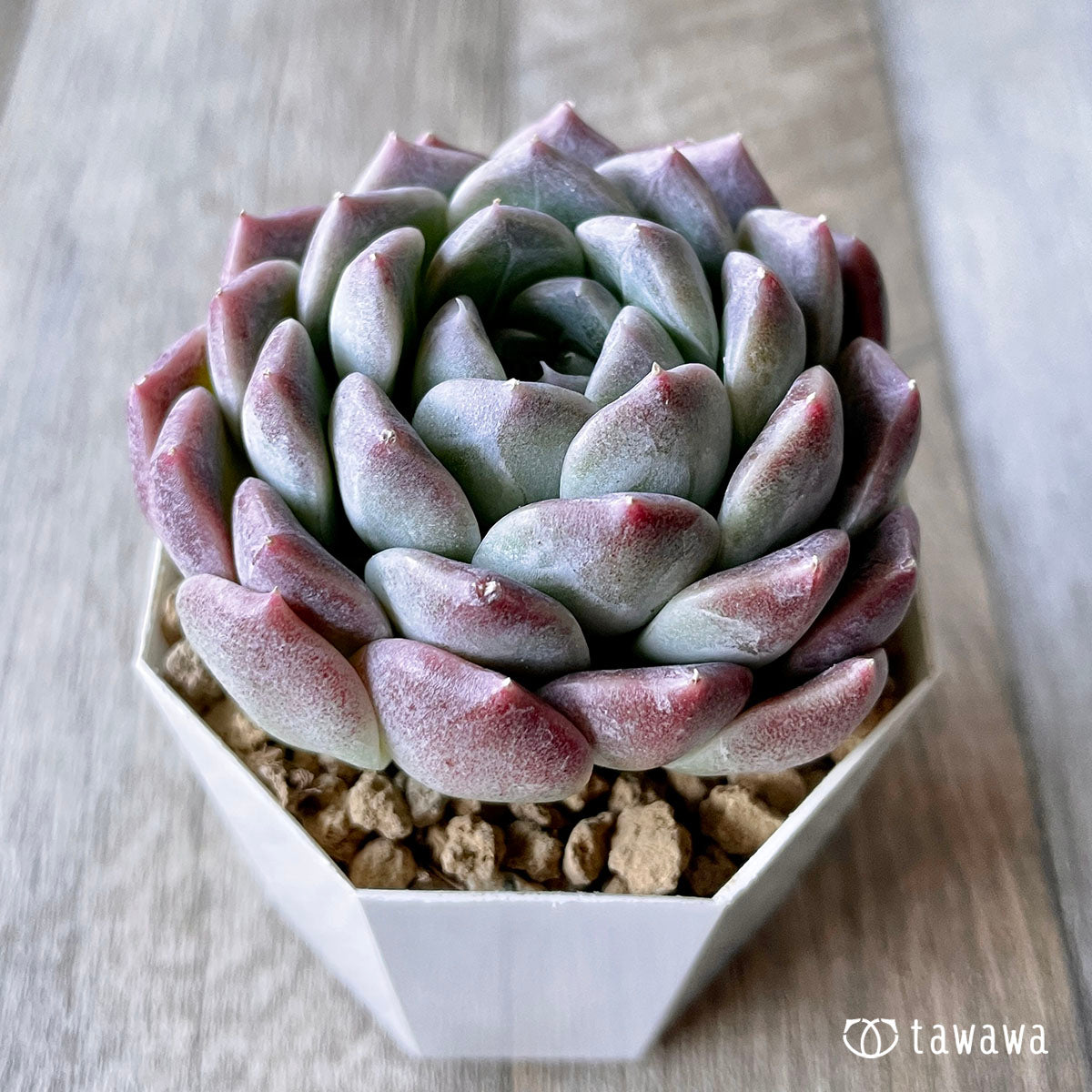 히아리나