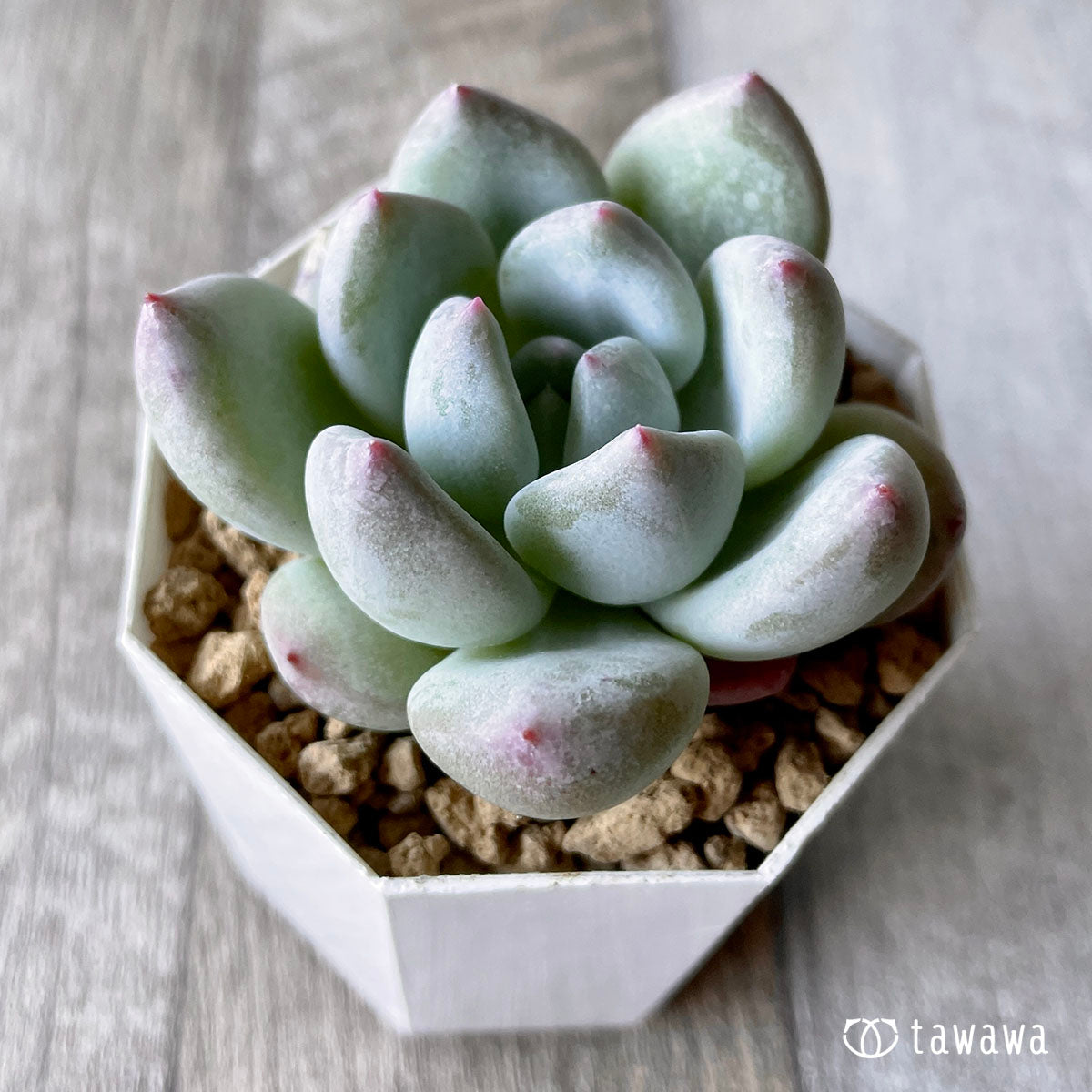 New Arrivals: Ice Green