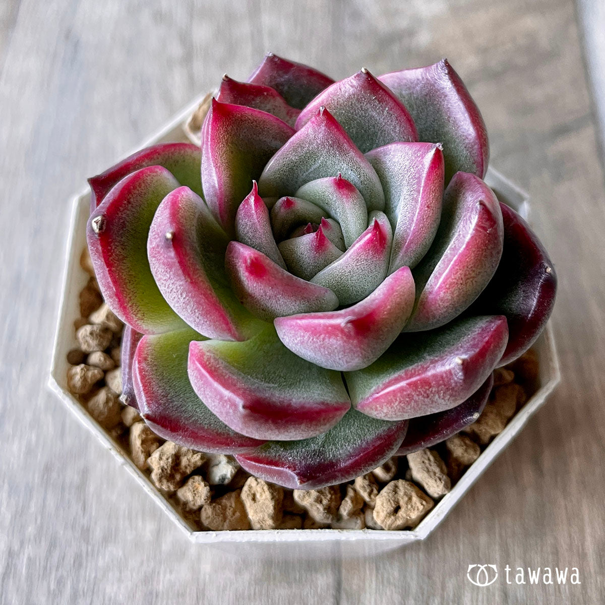 솔라노