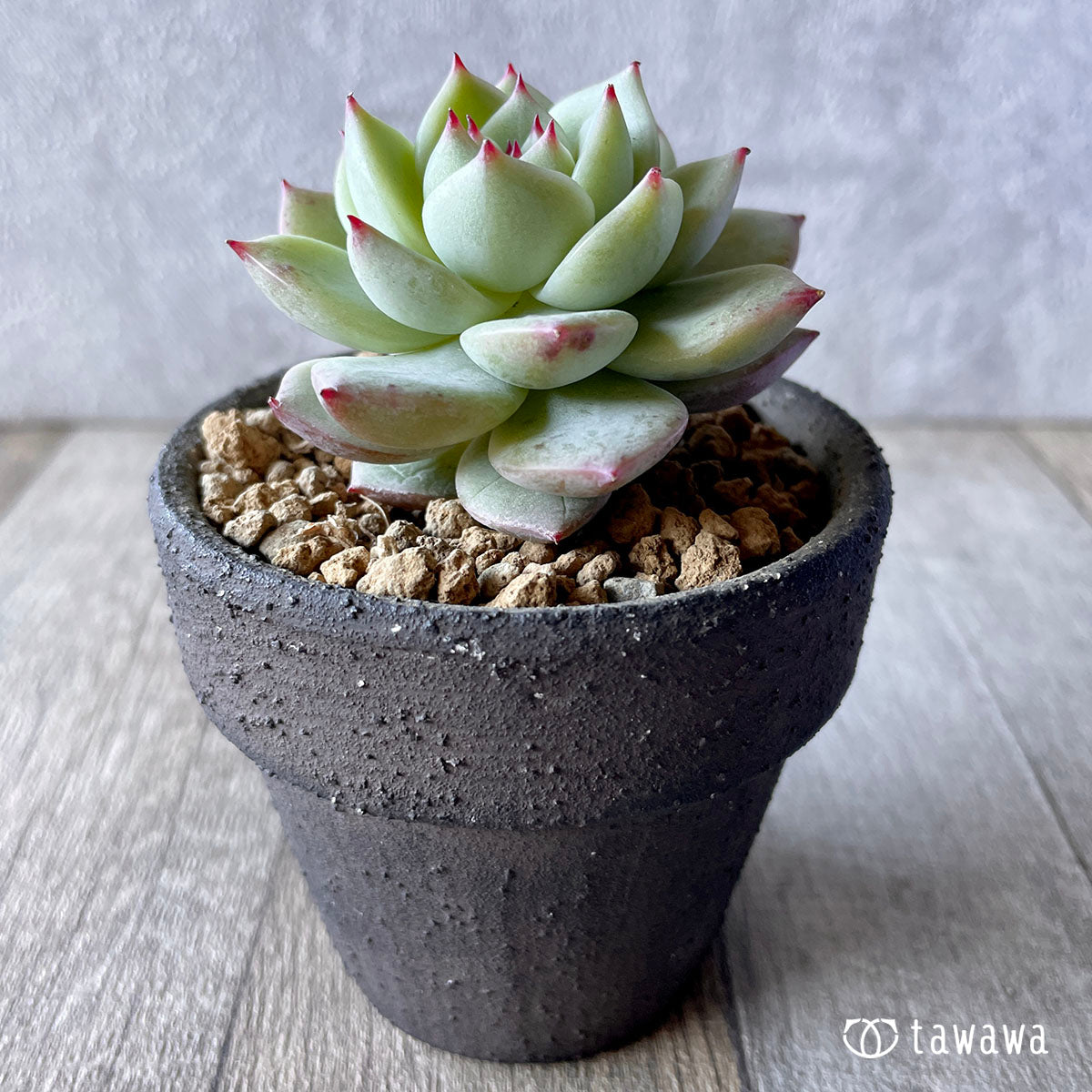 New Arrivals: Ice Green
