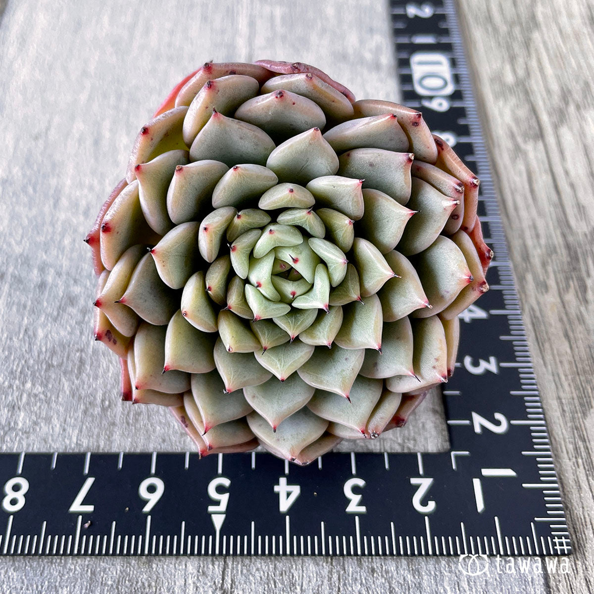 New Arrivals: Ice Green