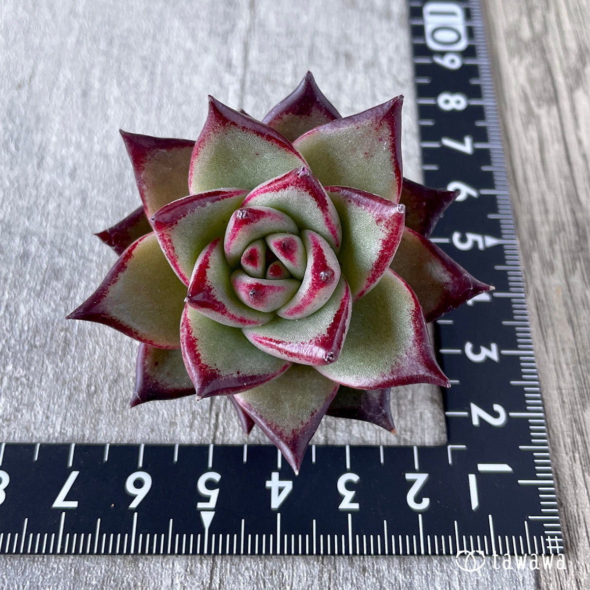 New Arrivals: Ice Green