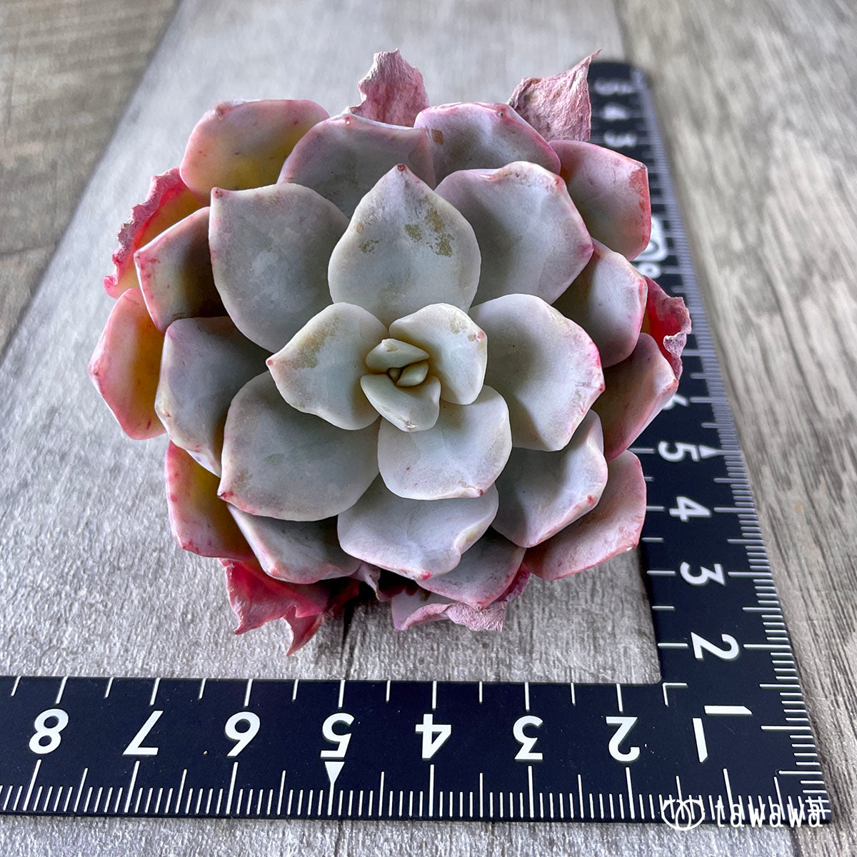 New Arrivals: Ice Green