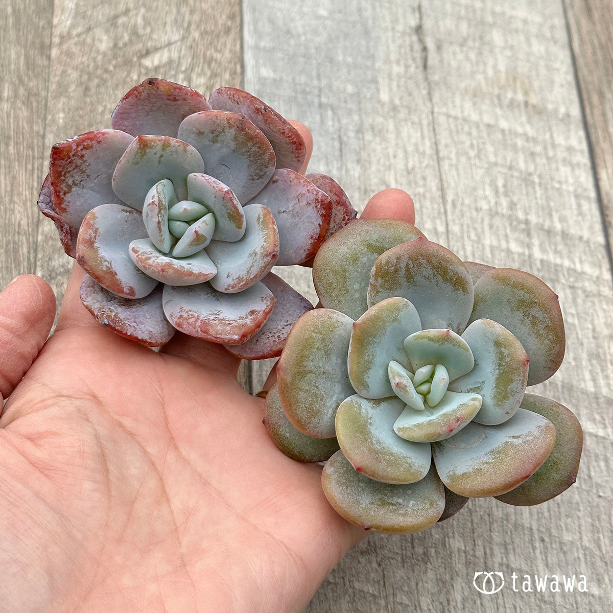 크림 티