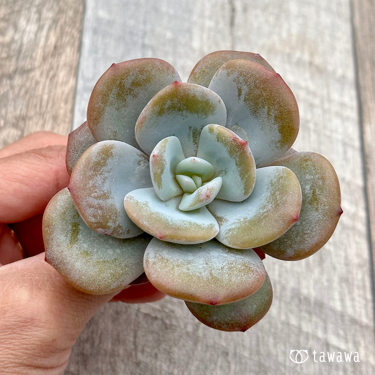 크림 티
