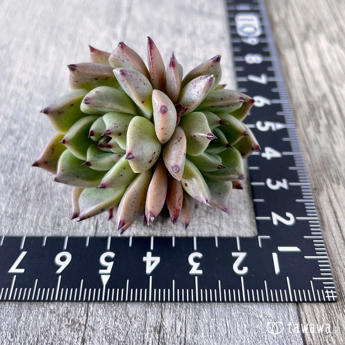 New Arrivals: Ice Green