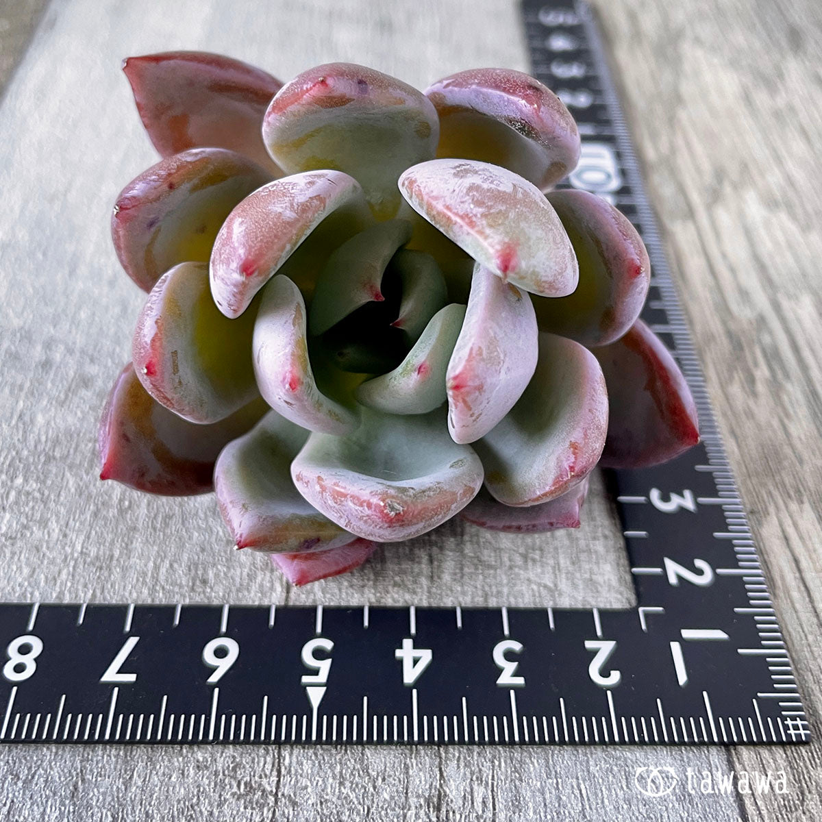 New Arrivals: Ice Green