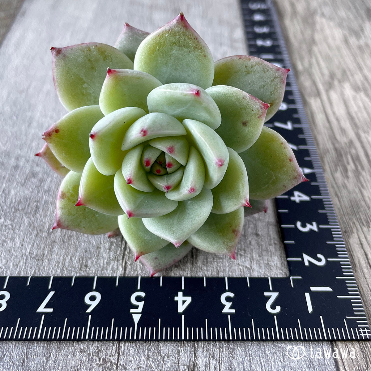 New Arrivals: Ice Green
