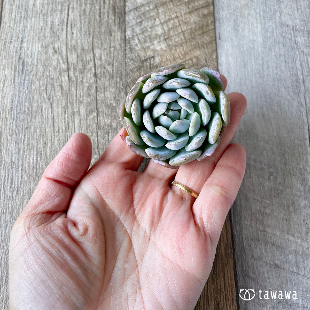 New Arrivals: Ice Green