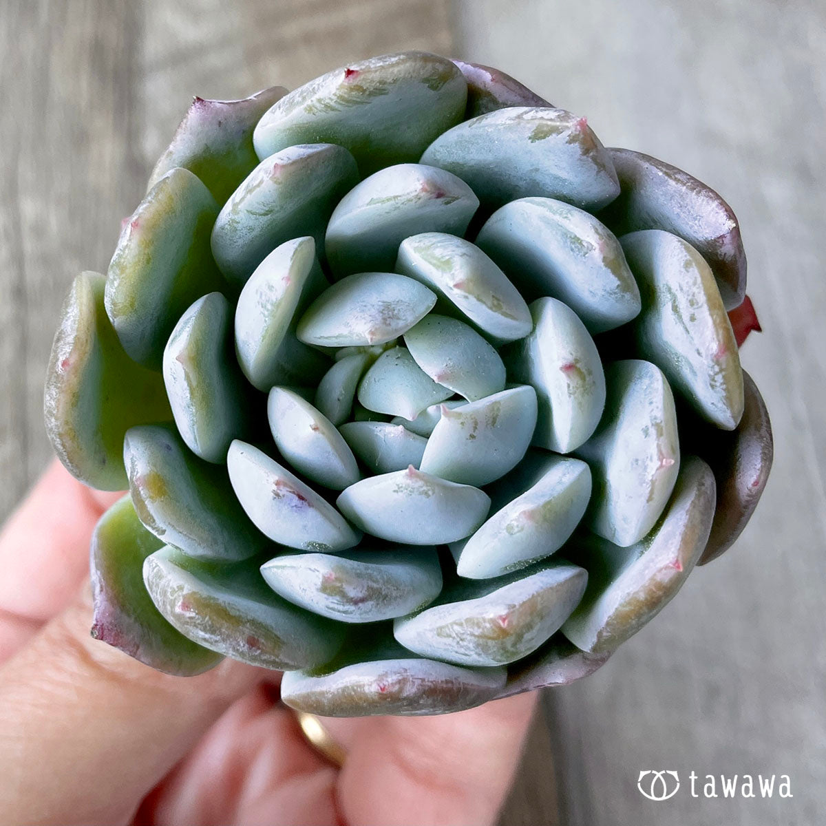New Arrivals: Ice Green